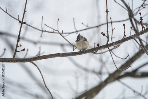 Tufted Titmouse, small bird, perched on a tree branch on a snowy Pennsylvania day.