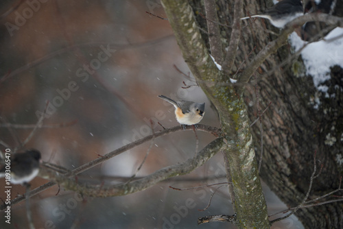 Tufted Titmouse, small bird, perched on a tree branch on a snowy Pennsylvania day.