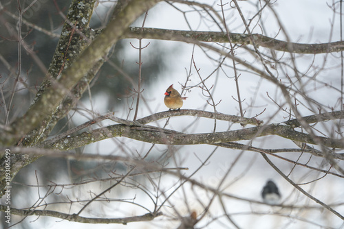 Beautiful female cardinal sitting on a tree branch during a snowy winter day in Pennsyvlania.