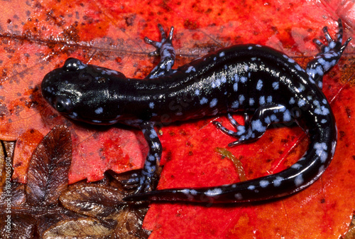 Картината върху платно Blue-spotted salamander, Ambystoma laterale