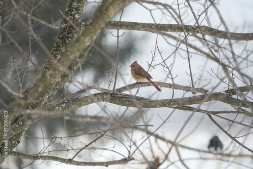 Beautiful female cardinal sitting on a tree branch during a snowy winter day in Pennsyvlania.