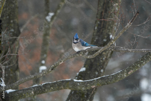 Bluejay perched on a tree branch on a snowy Pennsylvania day.