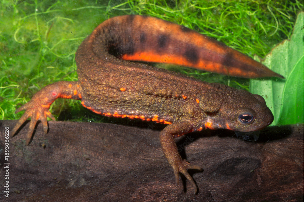 Obraz premium Firebelly newt, Cynops pyhrrogaster.