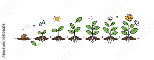 Plant Growth Stages. Plant life cycle growth process. An editorial scene focusing on gradual plant development from soil to full growth, arranged in