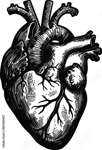 Engraving style anatomical heart close up detailed line art vector isolated on white background realistic veins arteries vintage medical illustration surgical textbook aesthetic black ink stipple