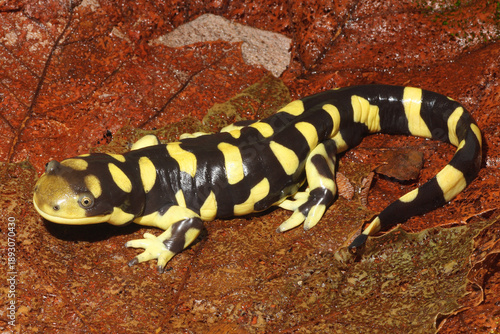 Barred tiger salamander; Ambystoma mavoritum.