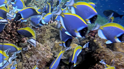 A brilliant gathering of Powderblue Surgeonfish creates a shimmering spectacle, gracefully navigating the intricate formations of a sunlit tropical coral reef during the day.