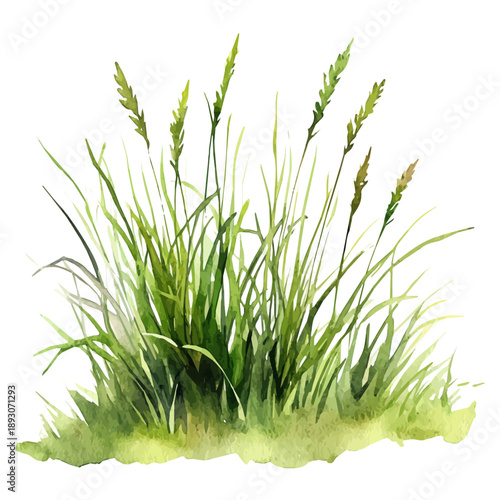 Freshly Grown Grass, playful watercolor vector depicting lively antics and expressive gestures, isolated on a white background.