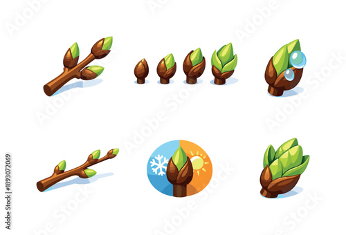 Colorful Tree Buds Icons. Tree buds. Isometric flat vector icons set of Tree buds: deciduous tree branch buds, bud growth stages sequence, bud with dew drops,