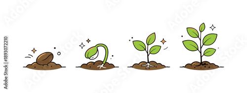 Seedling Growth Stages. Plant growth and seedlings illustrations. A simple step-by-step scene showing seed, sprout and small plant in sequence, clear visual