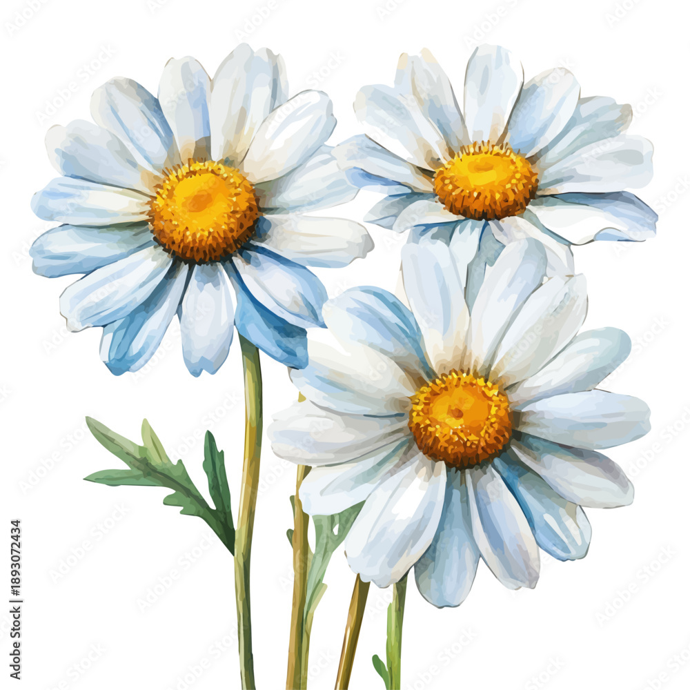 Naklejka premium Freshly Bloomed Daisies, cute watercolor illustration with intricate patterns and vibrant splashes, isolated on a white background.