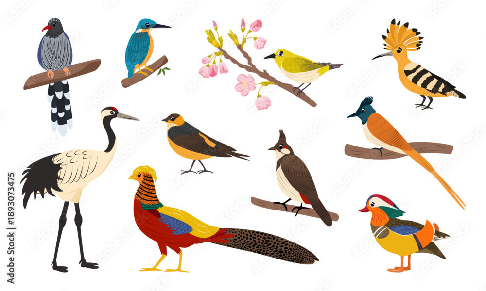 Fototapeta premium Cartoon vector set of Asian birds isolated on white background. Red-crowned crane, mandarin duck, golden pheasant, bulbul, swallow, kingfisher, paradise flycatcher, magpie, Japanese white eye.