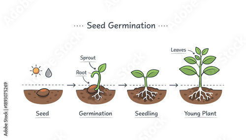 Seed Growth Diagram. Educational germination diagram. A clean infographic-style scene explaining how a seed grows into a plant. Clear learning focus with calm,