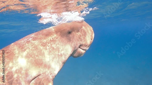 Dugong dugon (sea cow) underwater, slow motion