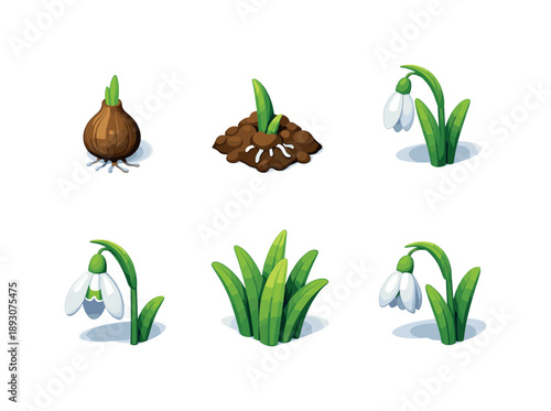 Snowdrop Growth Stages. Snowdrops lifecycle. Isometric flat vector icons set of snowdrops lifecycle: dormant bulb stage, emerging shoot phase, bud formation