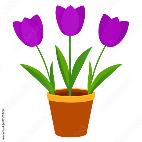 Three purple tulips with green leaves growing in a flower pot, isolated on a white background.