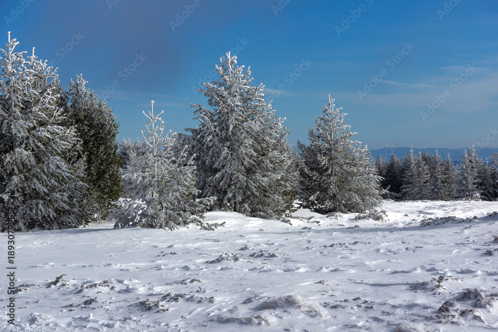Obraz premium Winter Landscape of Vitosha Mountain, Bulgaria