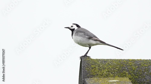 Wallpaper Mural A white wagtail (Motacilla alba) sitting on a roof and inspecting its surroundings Torontodigital.ca