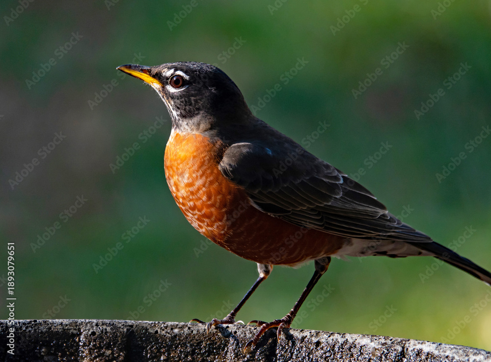Fototapeta premium Profile Portrait of an American Robin Bird