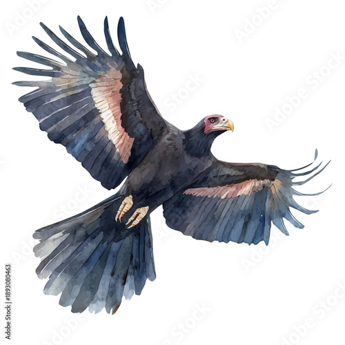 Tableau sur toile watercolor of Condor draw graphic, isolated on a white background