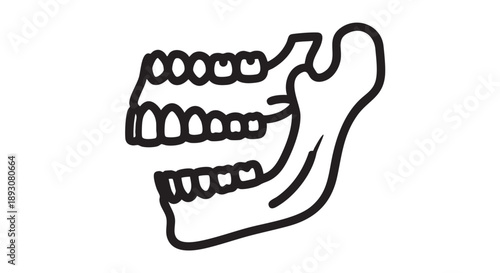 Illustration of human jawbone with teeth, viewed from the side, showcasing dental anatomy