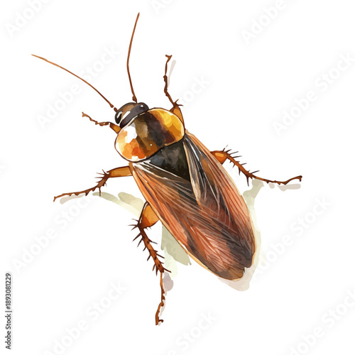 watercolor of Cockroach draw graphic, isolated on a white background.