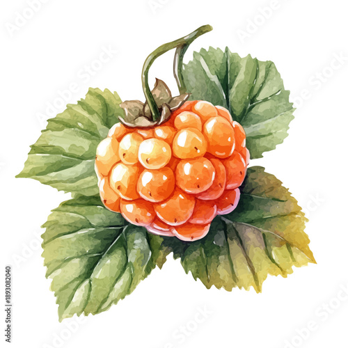 Cloudberry, watercolor artwork with intricate patterns and vibrant, isolated on a white background.