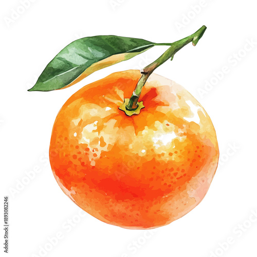 Clementine, watercolor artwork with intricate patterns and vibrant, isolated on a white background.