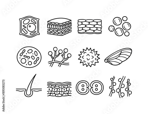 Biology Slide Icons. Biology Slide Samples. Line icon set of Biology Slide Samples: plant cell, leaf cross-section, onion epidermis, blood cells, bacteria