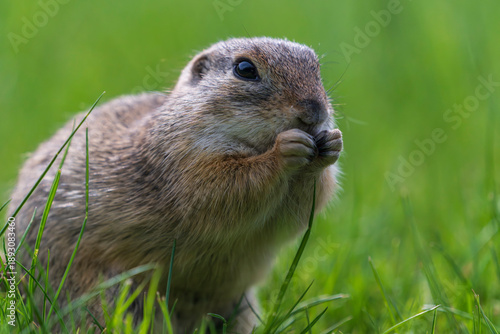 European ground squirrel eller souslik (Spermophilus citellus)