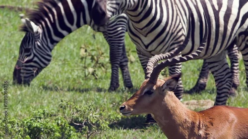 On glorious day in Lake Nakuru, Kenya, striped zebras peacefully feed on abundant green grasses. Elegant impala with striking horns thoughtfully observes its companions wild heart of Africa at midday.