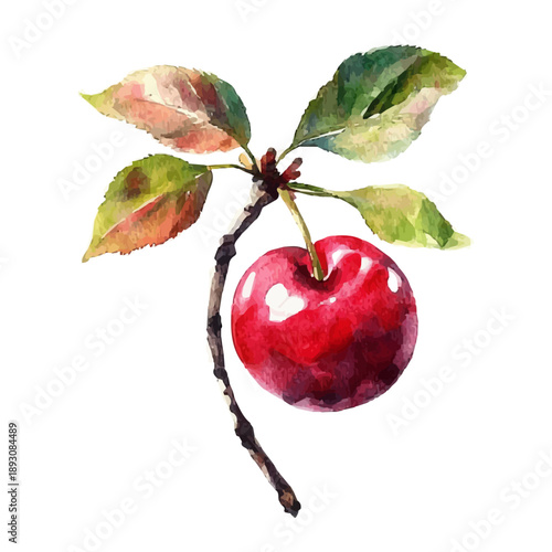Cherry, watercolor illustration featuring soft shadows and luminous, isolated on a white background.