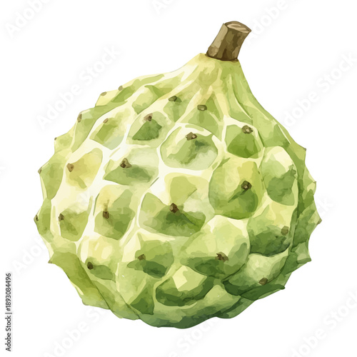 Cherimoya, watercolor illustration featuring soft shadows and luminous, isolated on a white background.
