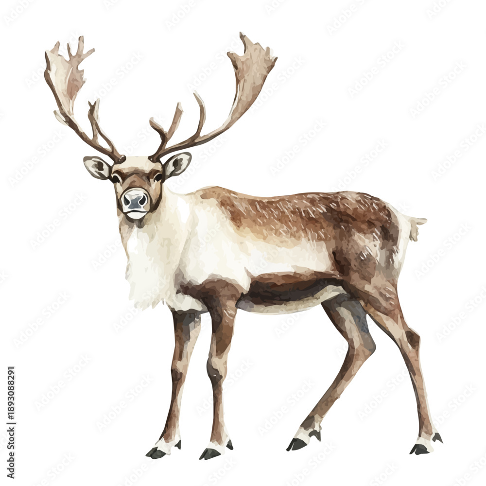 Obraz premium Caribou, watercolor clipart showing delicate textures and whimsical forms, isolated on a white background.