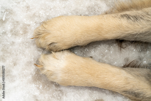 Dog front paws on snow and ice surface. Close up animal paws covered with fur on winter ground. Pet walking outdoors. Winter season and cold weather concept for design, banner, poster, wallpaper.