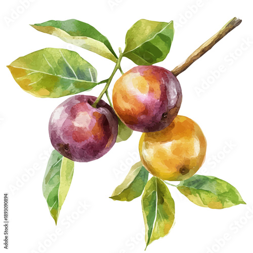 watercolor of Camu Camu draw graphic, isolated on a white background.