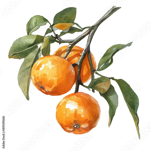 watercolor of Calamondin draw graphic, isolated on a white background.