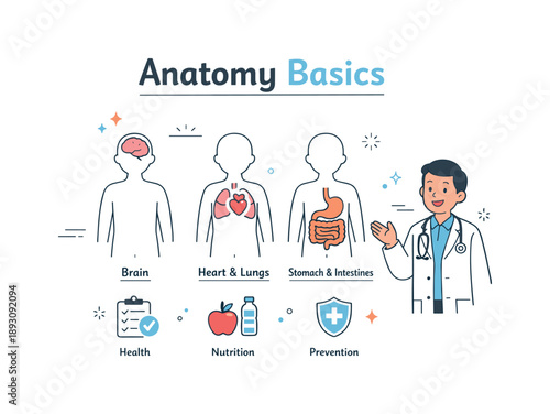 Anatomy Infographic Basics. Medical infographic anatomy basics. Simplified human body shapes with labeled organs and clean symbols, while a doctor gestures