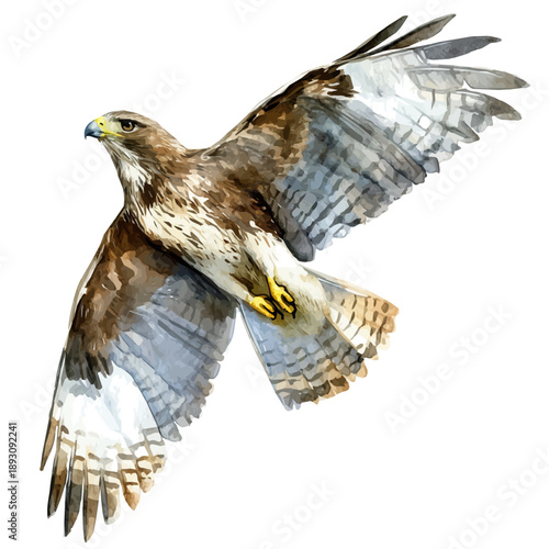 watercolor of Buzzard painting, isolated on a white background.