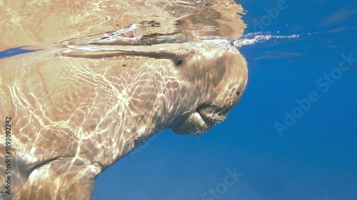 Dugong dugon (sea cow) underwater, slow motion