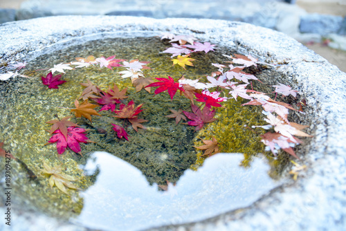Autumn in Japan, Kyoto city, November 12, 2025