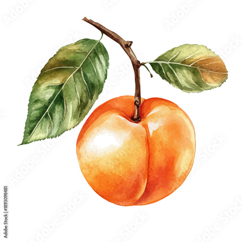 Blenheim Apricot, watercolor illustration featuring soft shadows and luminous, isolated on a white background.