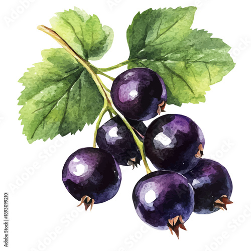 Blackcurrant, watercolor clipart showing delicate textures and whimsical forms, isolated on a white background.