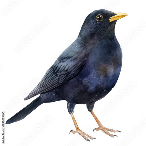 Photos Blackbird, watercolor artwork with intricate patterns and vibrant, isolated on a white background