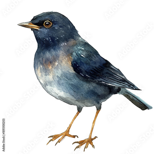 Bild auf Leinwand Blackbird, watercolor clipart showing delicate textures and whimsical forms, isolated on a white background