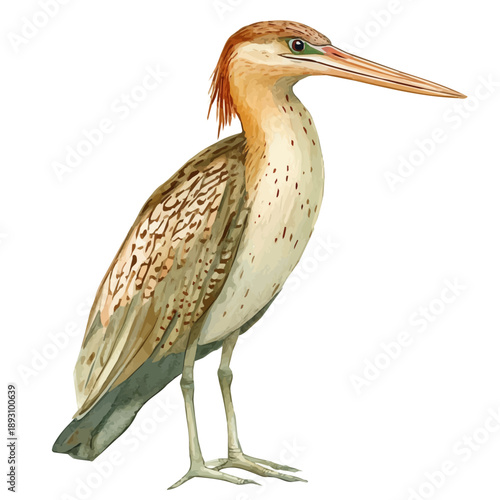 watercolor of Bittern painting, isolated on a white background.