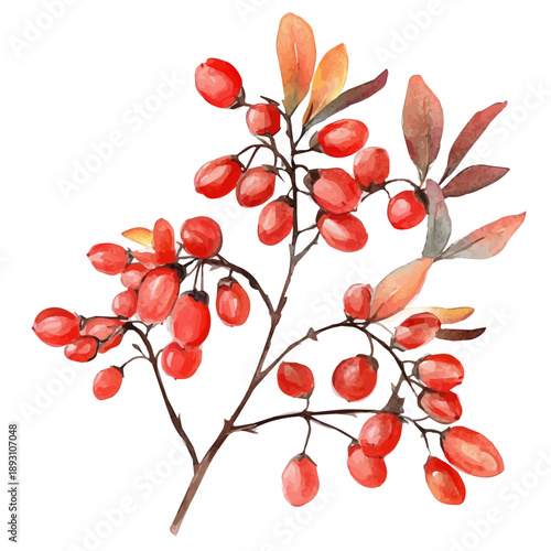 Barberry, watercolor illustration featuring soft shadows and luminous, isolated on a white background.