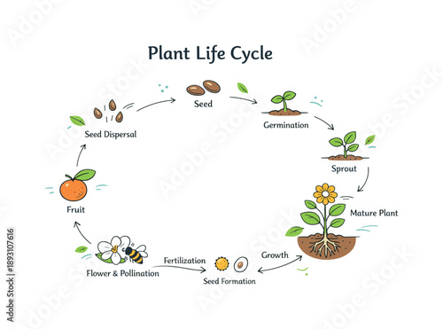 Plant Life Cycle Diagram. Plant life cycle infographic chart. A structured infographic combining plant icons, arrows, and short labels to explain reproduction