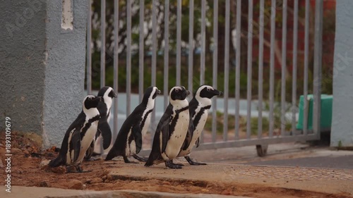 African penguins walk together across city road in Cape Town, returning from famous Boulders Beach colony to their nesting areas. This unique scene shows wild animals sharing urban space with humans