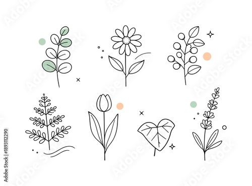 Modern Herbarium Art. Botanical Line Art Illustration ? Modern Herbarium. Individual plants and leaves presented like specimens, evenly spaced and carefully